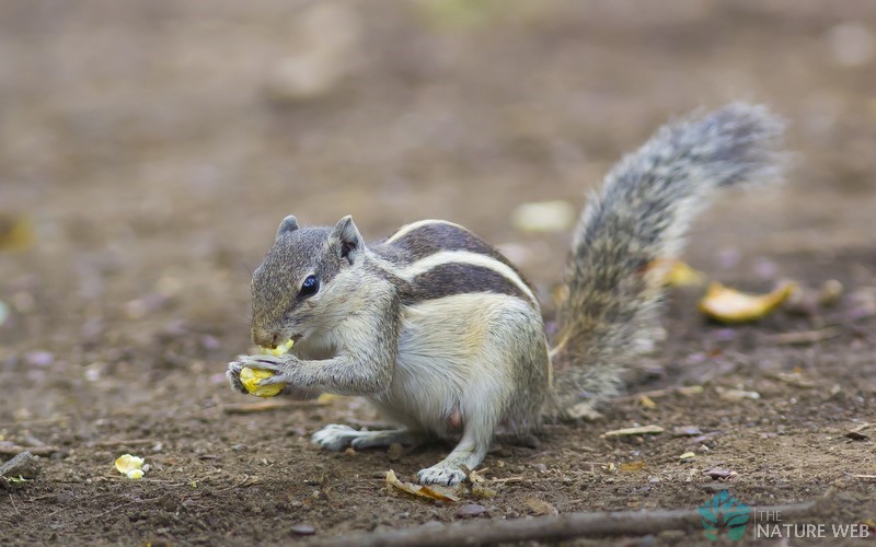 Three-striped Palm Squirrel